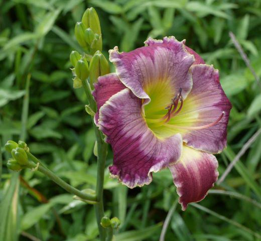 vanishing mist single bloom (Emmerich) cr rs